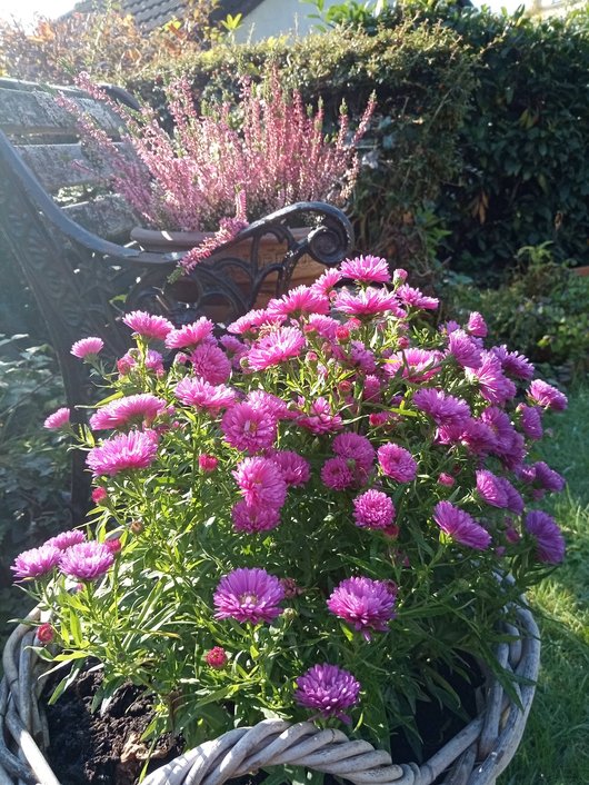 Blumen im Korb und auf einer Bank.